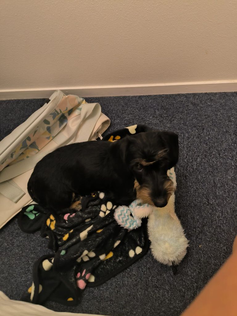 Vamps Des Petites Tetes De Pioche