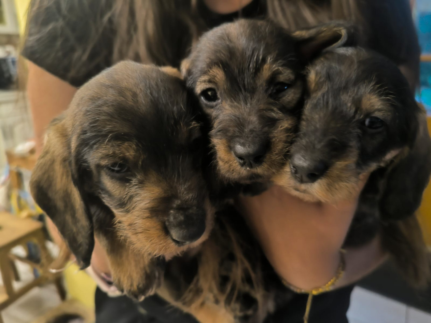 Des Petites Tetes De Pioche - Chiots disponibles - Teckel poil dur