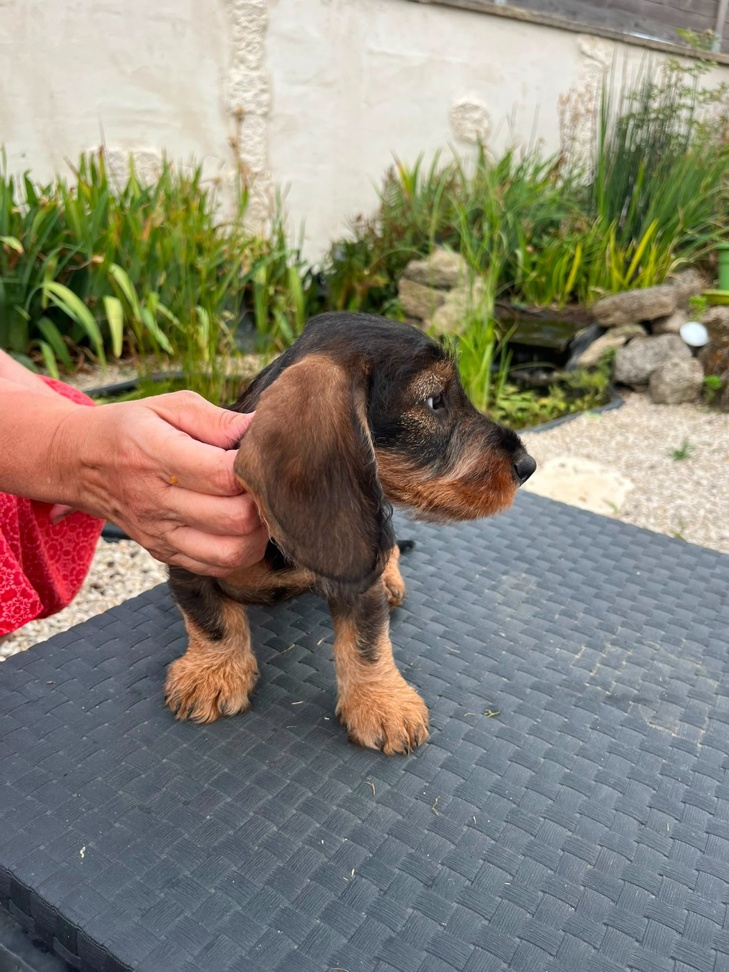 Des Petites Tetes De Pioche - Chiots disponibles - Teckel poil dur