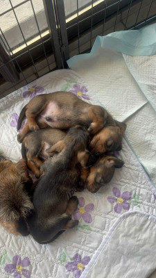 Chiot N°1
